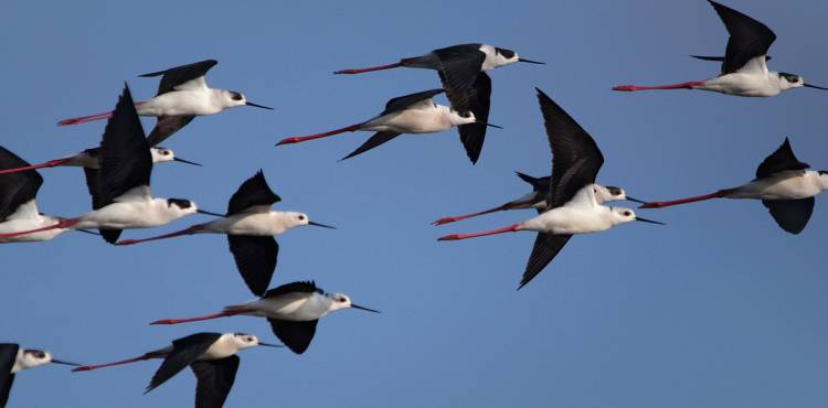 Recent studies indicate the benefits of migrating to eCommerce SaaS